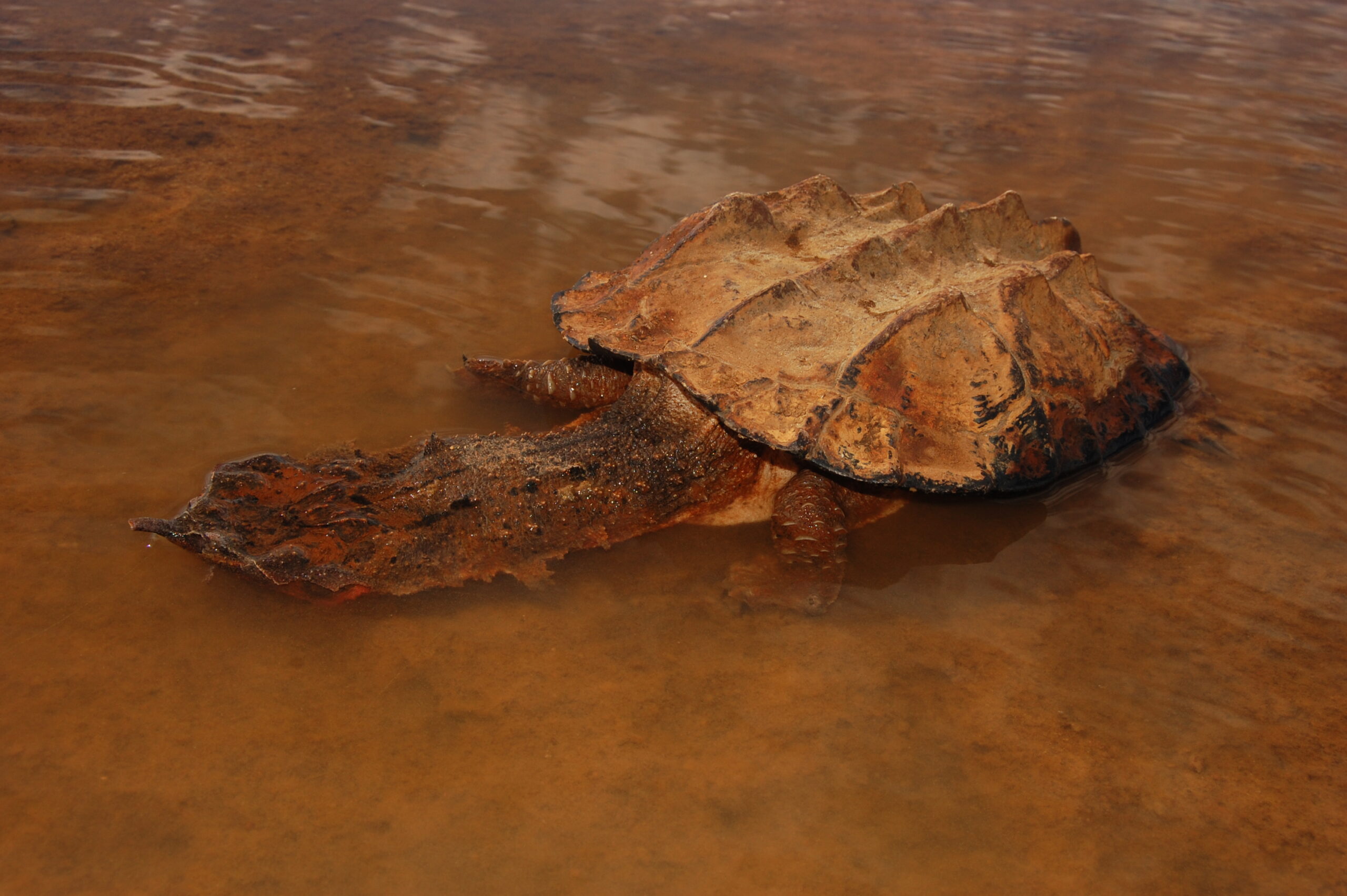Chelus fimbriatus